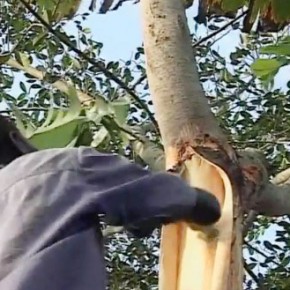 Making cloth from tree bark