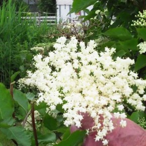 Recipe: elderflower syrup