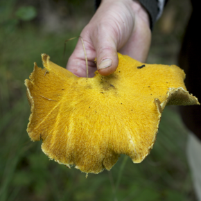 Picking wild mushrooms with Christiaan&Ria